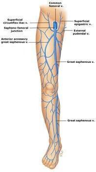 Anatomia żyły odpiszczelowej